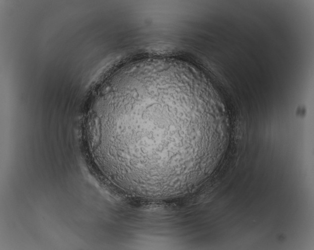 X0000110700738200906261407