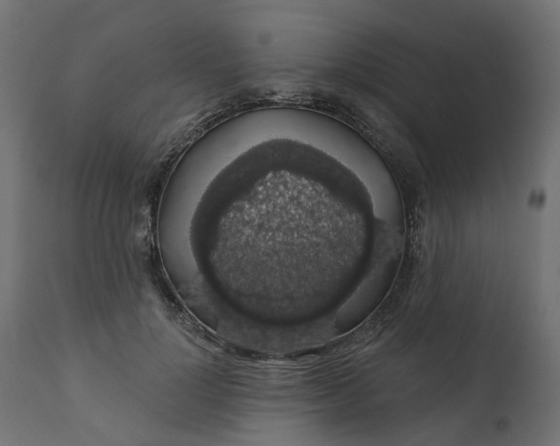 X0000110700748200906261407