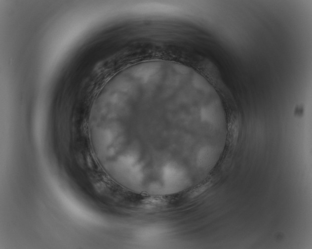 X0000110700765200906261407