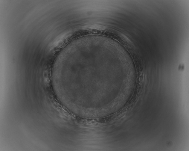 X0000110700774200906261407