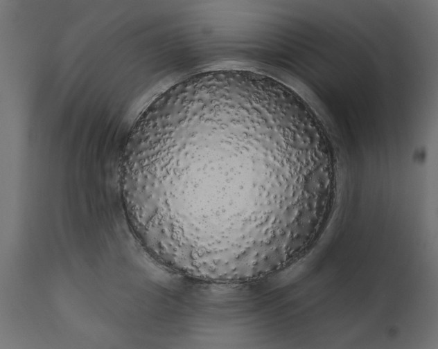 X0000110700857200906261406