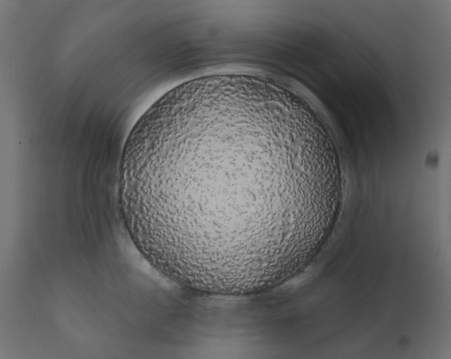 X0000110700860200906261406