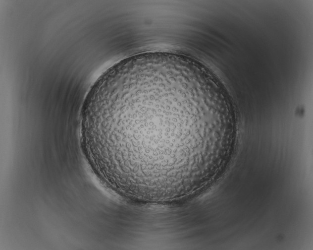 X0000110701034200906261403