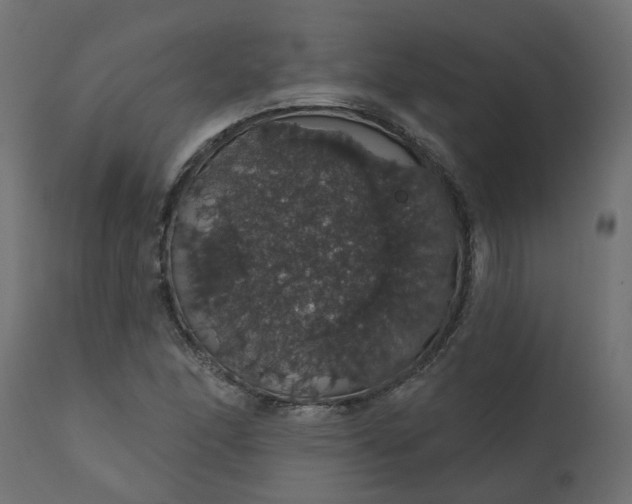 X0000110701166200906261401