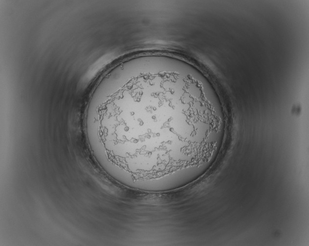 X0000110701259200906261359