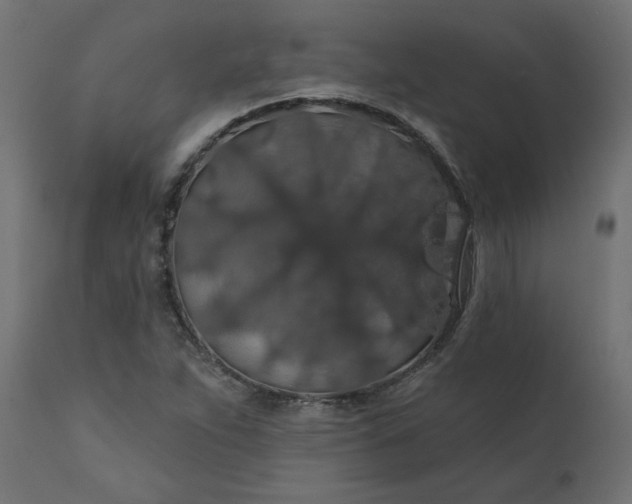 X0000110701263200906261359