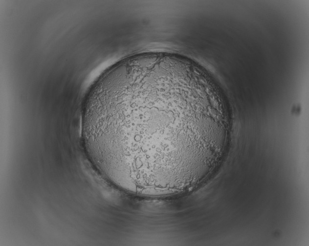 X0000110701317200906261358