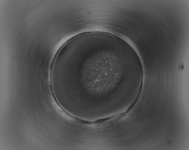 X0000110701388200906261357