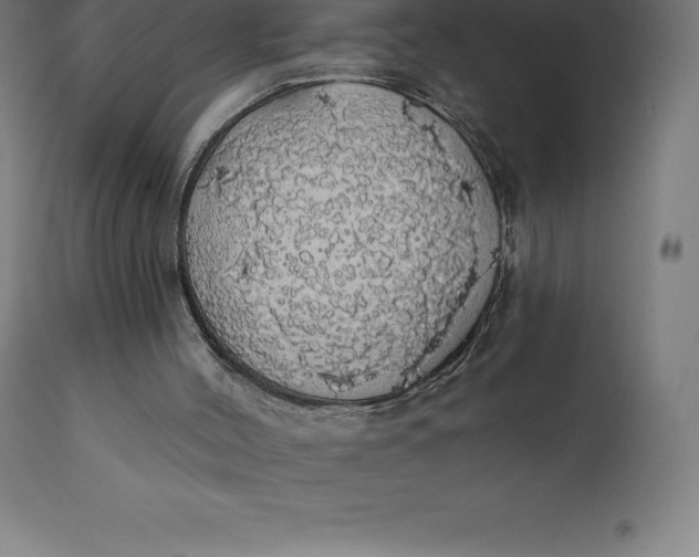 X0000110700004200907022009