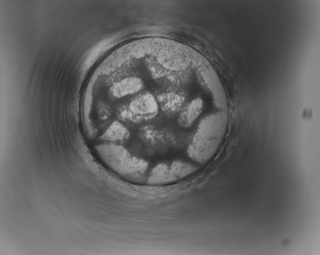 X0000110700006200907022009