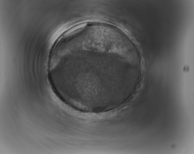 X0000110700007200907022009