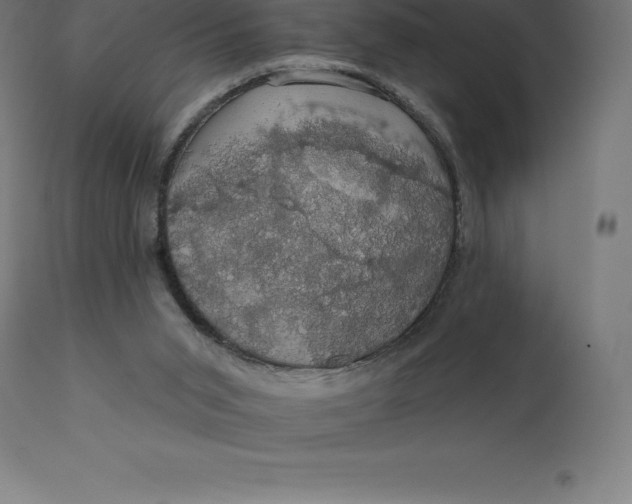 X0000110700015200907022009