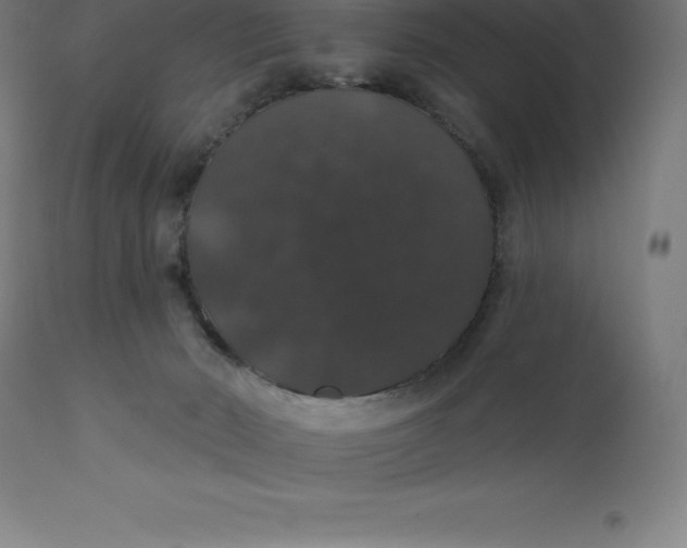 X0000110700030200907022008