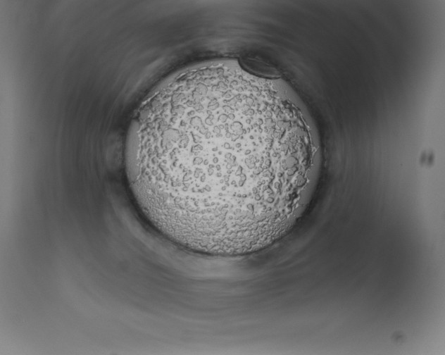 X0000110700036200907022008