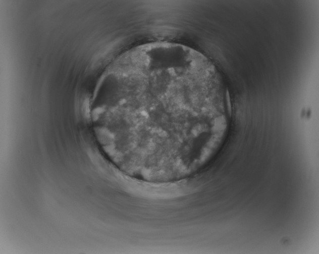X0000110700042200907022008