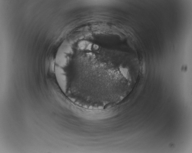 X0000110700046200907022008