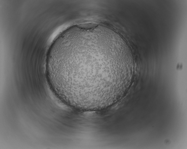 X0000110700054200907022007