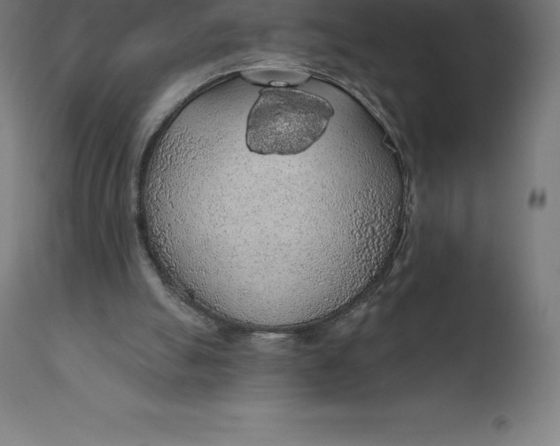 X0000110700055200907022007