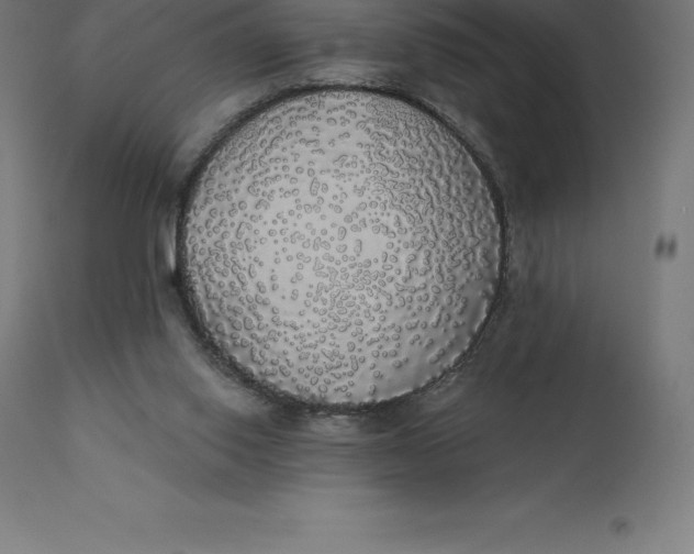 X0000110700062200907022008