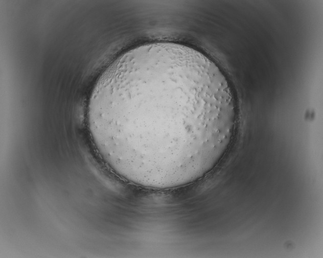 X0000110700065200907022008