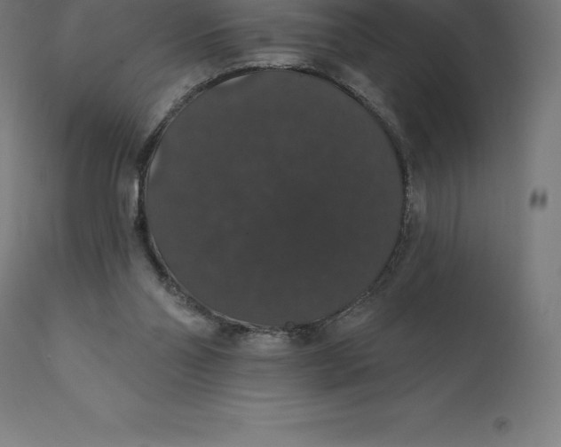 X0000110700110200907022007