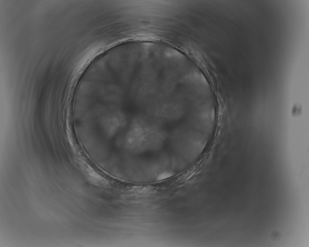 X0000110700145200907022006