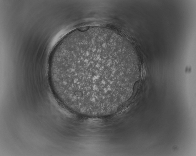 X0000110700150200907022006