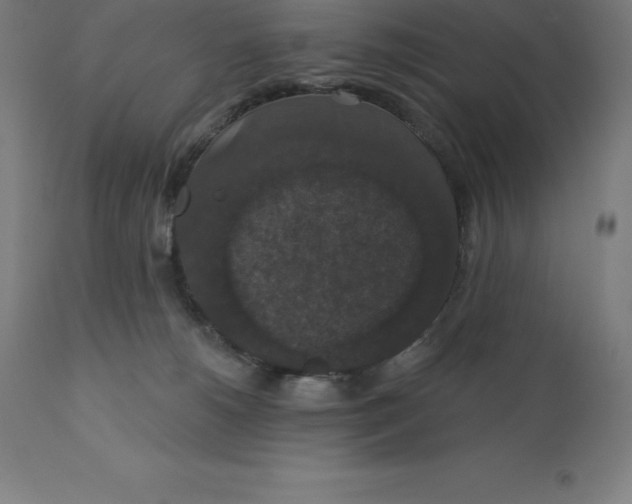 X0000110700180200907022006