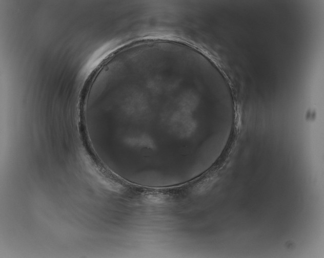 X0000110700199200907022006