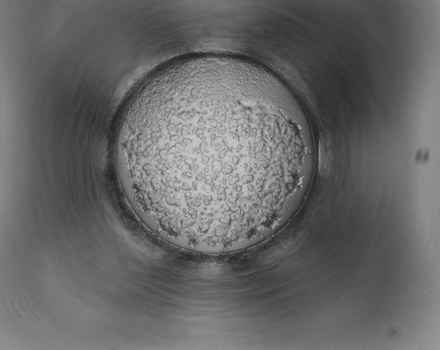 X0000110700204200907022006