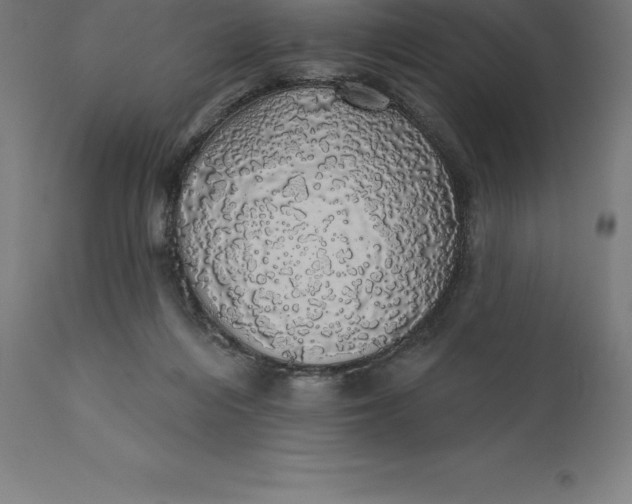 X0000110700216200907022005