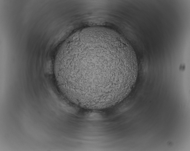 X0000110700224200907022005