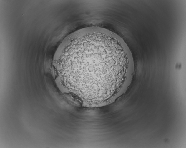 X0000110700236200907022005
