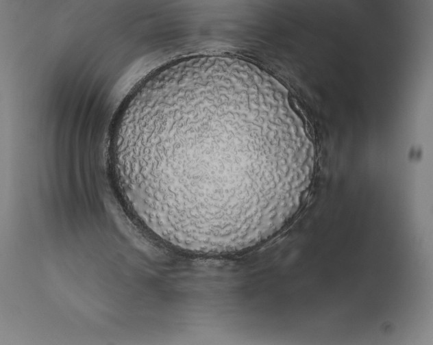 X0000110700242200907022004