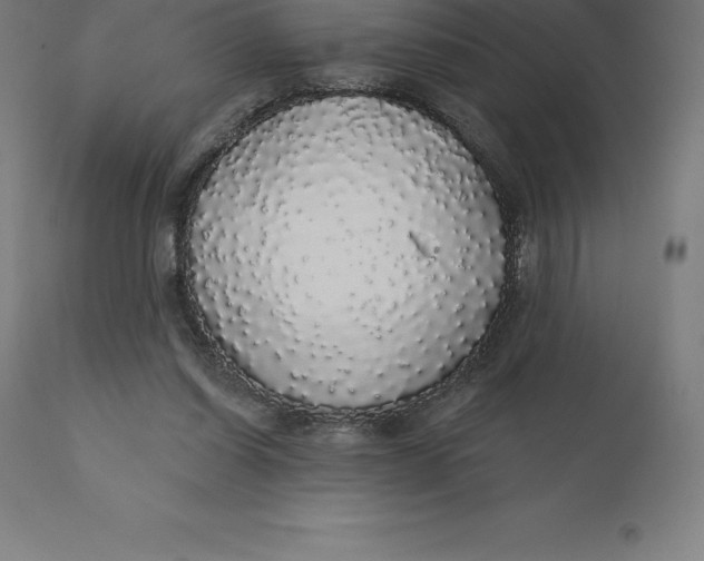 X0000110700254200907022005