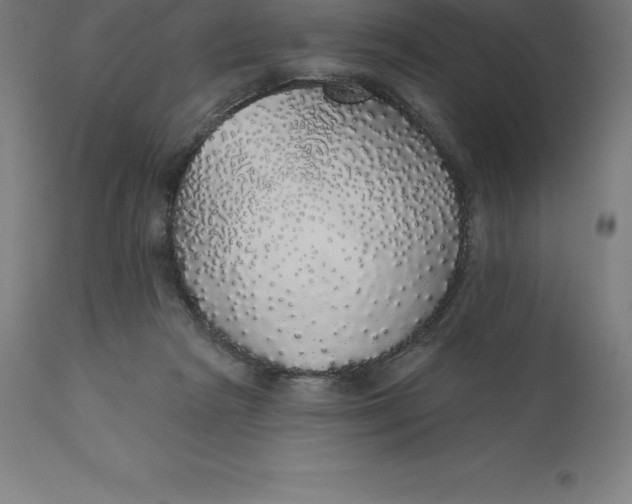 X0000110700265200907022005