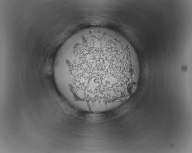 X0000110700273200907022005