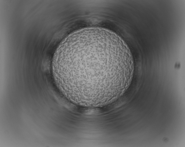 X0000110700274200907022005
