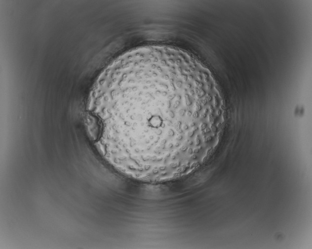 X0000110700277200907022005