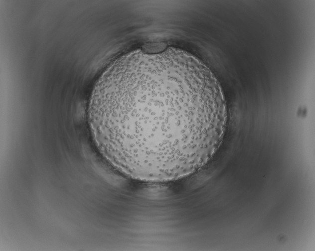X0000110700278200907022005