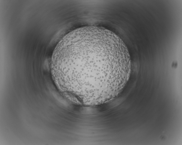 X0000110700286200907022005