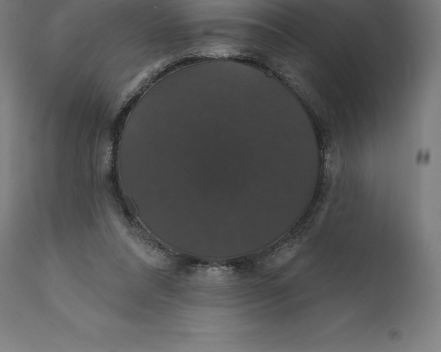 X0000110700304200907022004