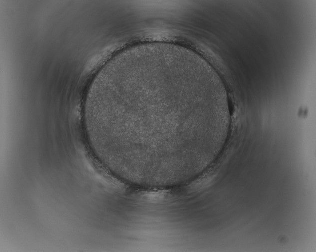 X0000110700306200907022004