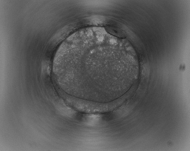 X0000110700313200907022004