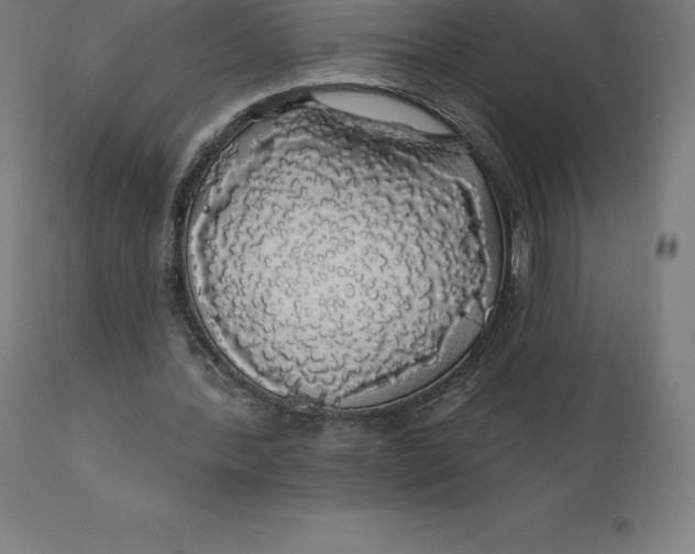 X0000110700388200907022003