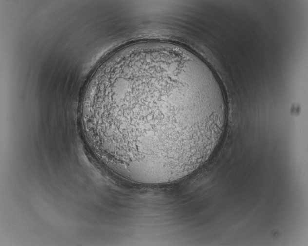 X0000110700434200907022001