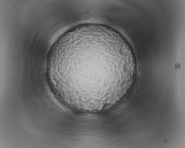 X0000110700437200907022001