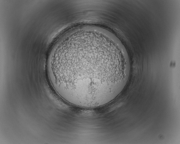 X0000110700446200907022001