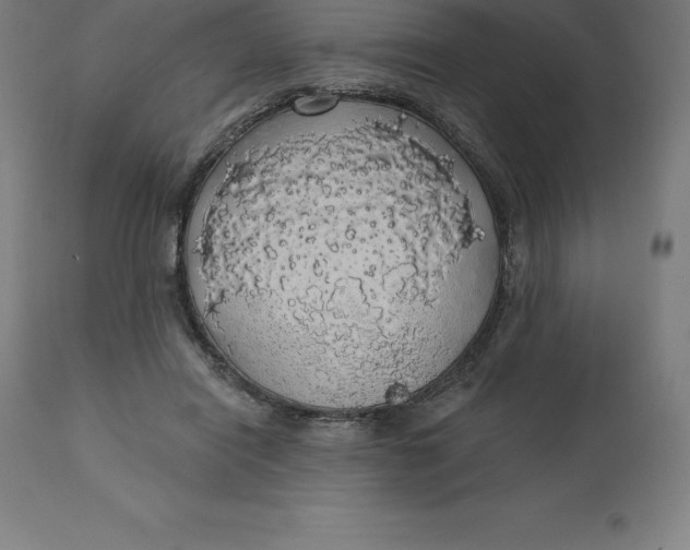 X0000110700454200907022001