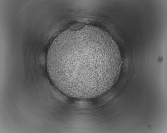 X0000110700466200907022002